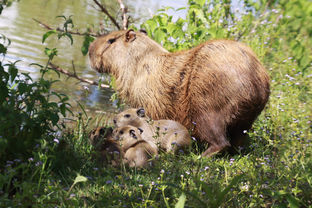 My pets capybaras. Капибара турист. Капибара заповедник большая Кокшага. Капибара в естественной среде обитания.