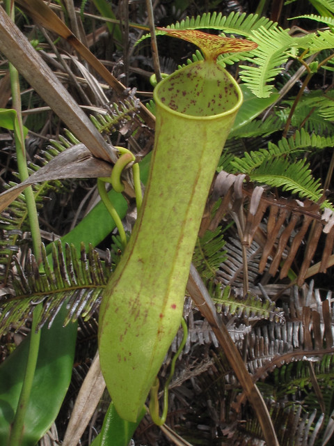 Nepenthes gracilis, Canada Hill, Miri, Sarawak, Malaysia 1