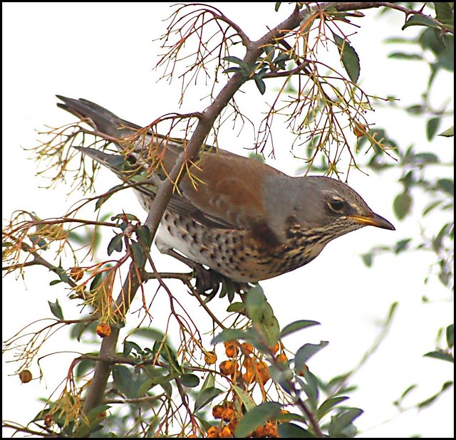 Fieldfares searching for food