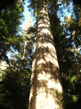 Giant Yellow Cedar (Cypress) - Cypress Recreation Site, Big Tree Main, Memekay River Valley, Vancouver Island, British Columbia, Canada.