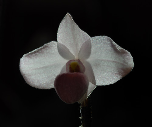 usa orchid minnesota unitedstates mnlandscapearboretum chaska marchphotochallenge greathalloforchids