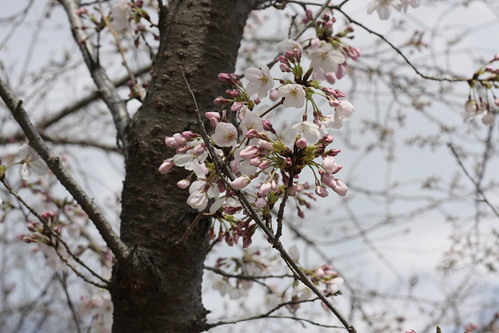 桜？ | o_Ozzzzk | Flickr