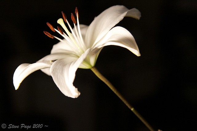 ~ Easter Lily ~