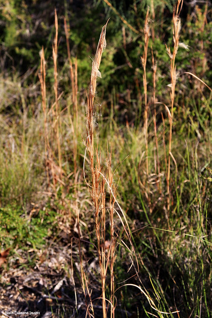 Andropogon virginicus - Whisky Grass