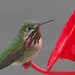 Flickr photo '2010.05.22 - male calliope hummingbird' by: JBYoder.