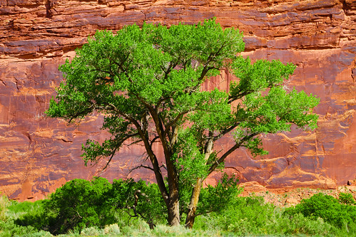 plant tree wall river sandstone colorado native plateau canyon cottonwood