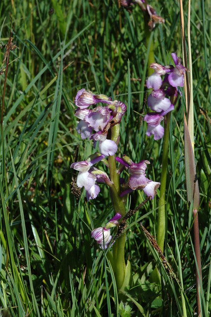 Anacamptis morio (Green-winged Orchid / Harlekijn) 0889