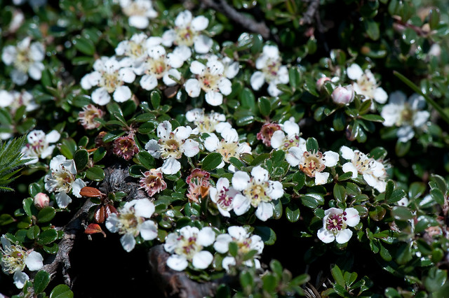 Cotoneaster sp. (Rosaceae)