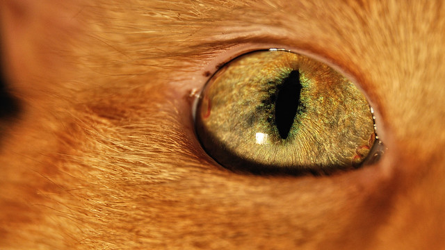 Cat's eye - Oeil de chat