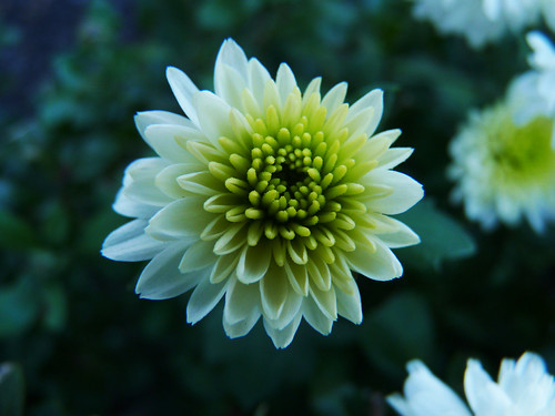 Touch of Green | by Bill Boland Photography