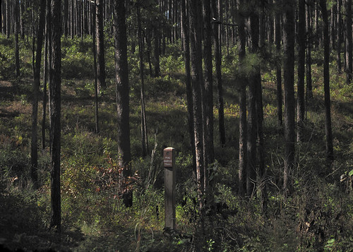 park sign dark scary woods shadows eerie trail simple pinebarrens aberdeennc weymouthwoodssandhillsnaturepreserve