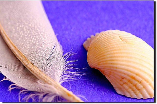 FEATHER & SEA SHELL