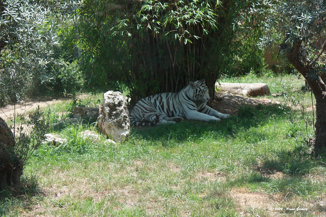 Tigre Branco - White Tiger