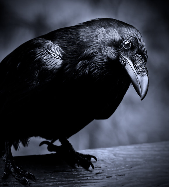 Raven - curious