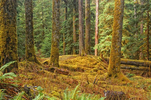 Forest Carpet by Joe Rocchio