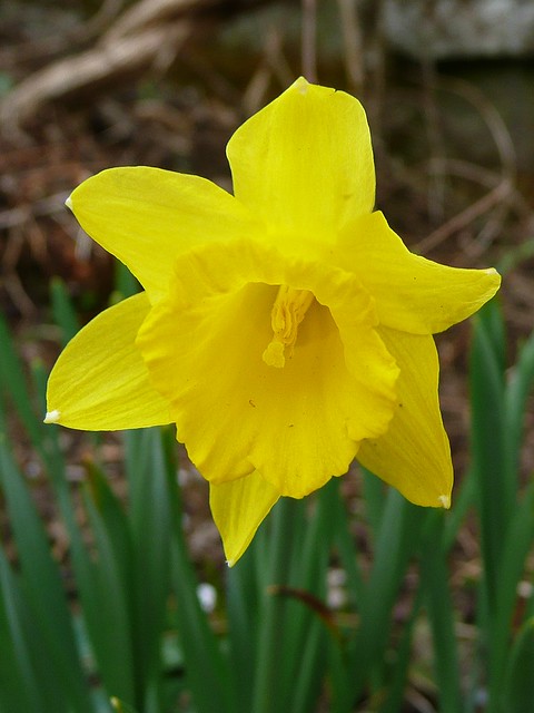 Cotehele Daffodil