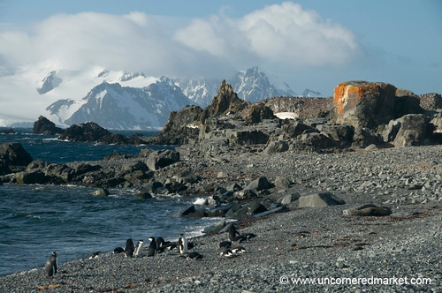 penguins antarctica dpn shetlandislands halfmoonisland chinstrappenguins dna2antarctica antarcticatour