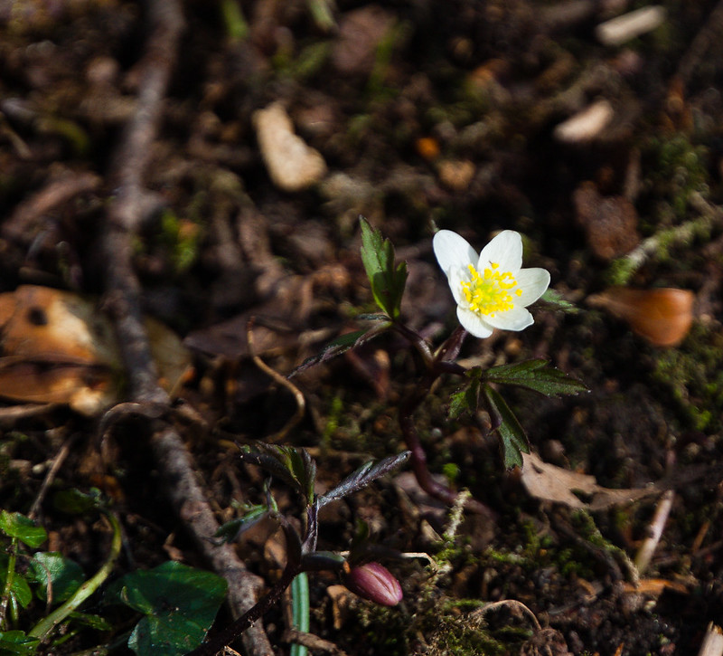 Wood anemone