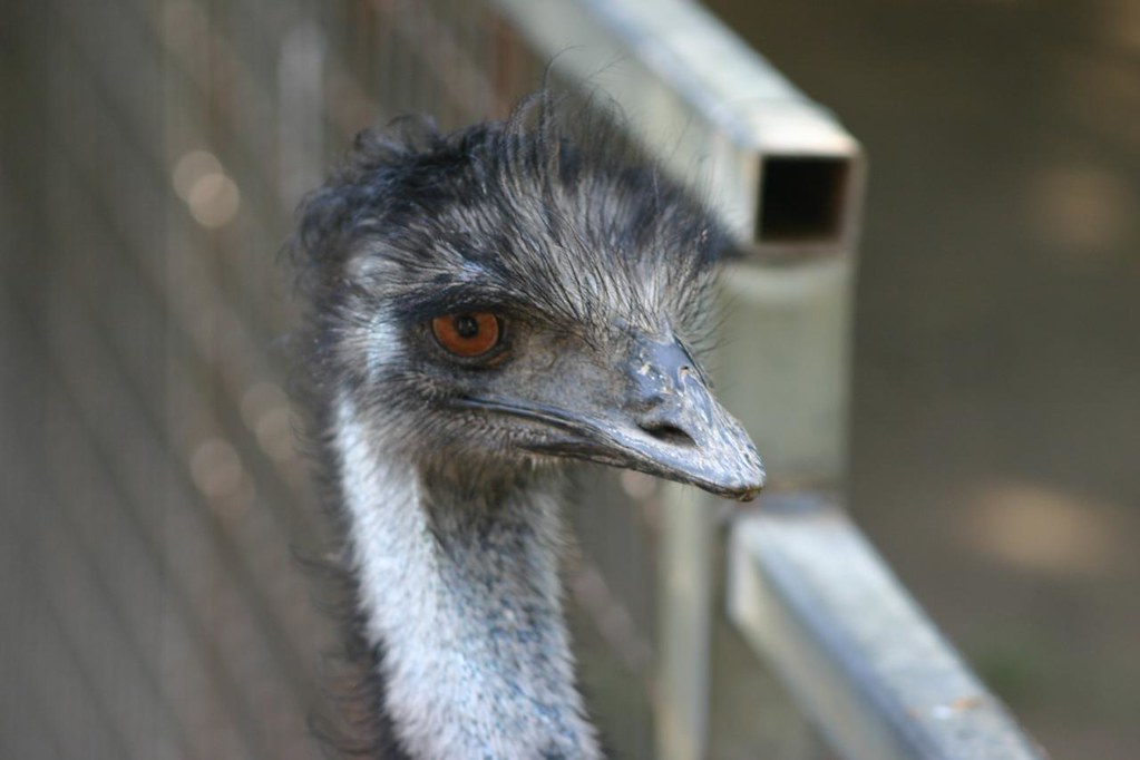 Common Emu (Dromaius novaehollandiae) | An emu poses for the… | Flickr