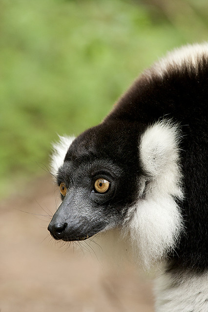 lemurs FD2