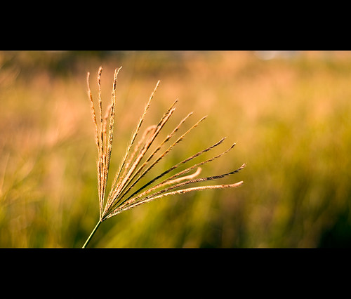 field grass 50mm nikon warm afternoon bokeh glowing f18 d300 polariser