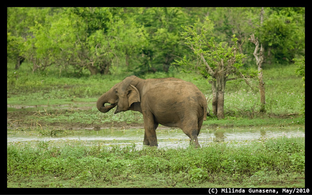 Elephant - Natta Kota