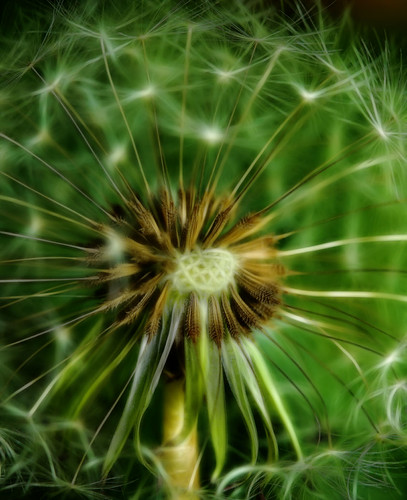 Electrified Dandelion | by aussiegall
