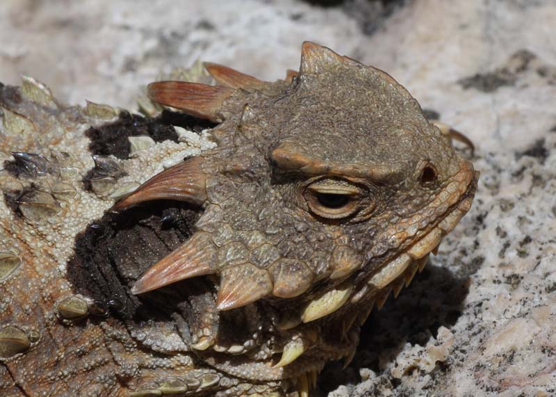 Lizards | Flickr