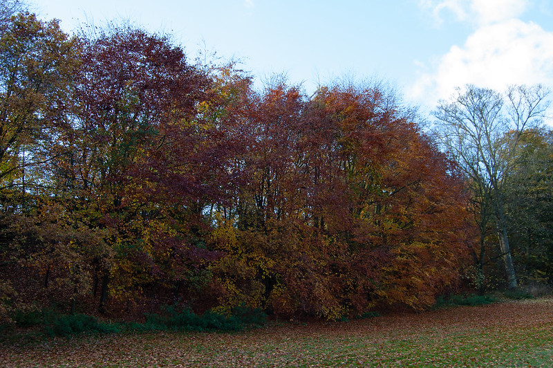 Autumn trees