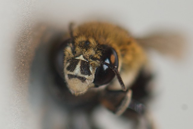 Dead Blue-banded Bee, Amegilla sp.