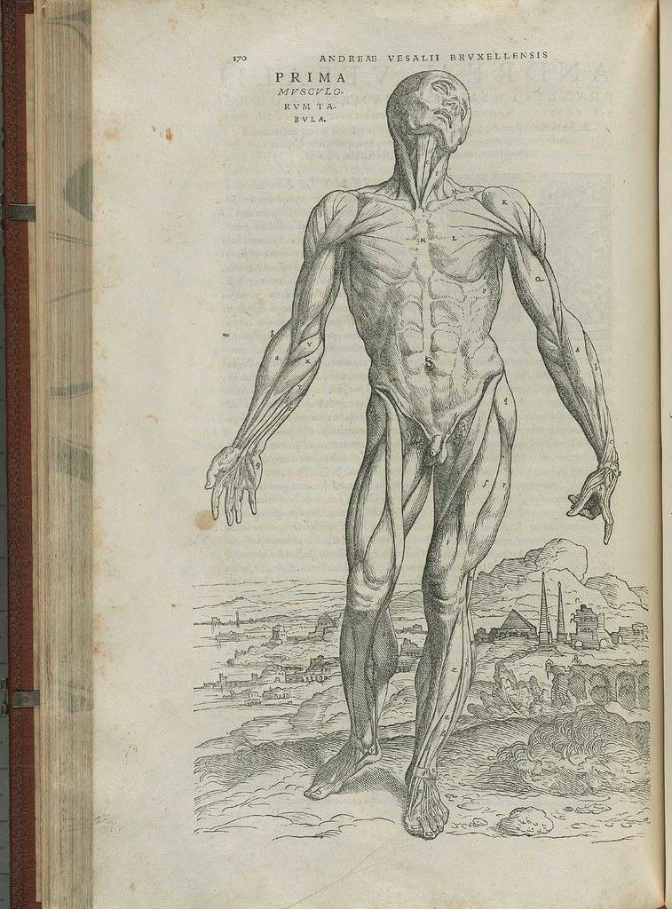 Andreas Vesalius. De corporis humani fabrica libri septem.… | Flickr
