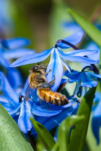 Buzz | by Painted Light Studio