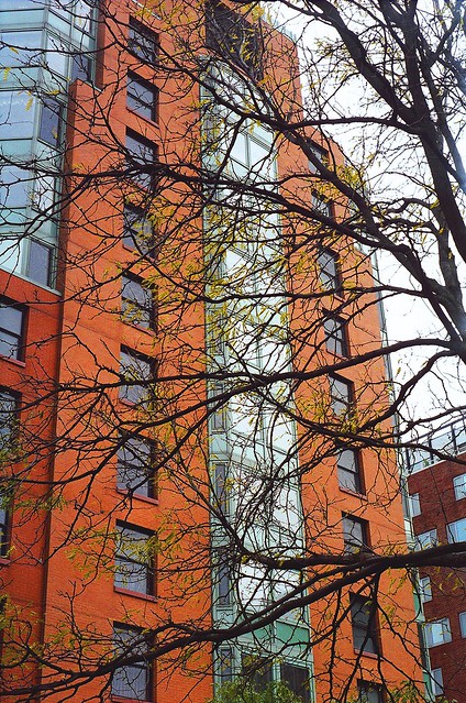 Brooklyn Luxury Apartment & Winter Tree - Euclid vs Mandelbrot C41