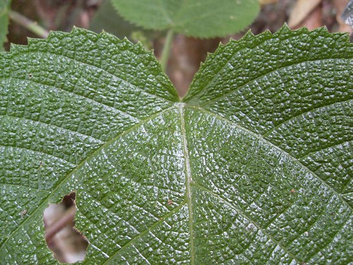 Dendrocnide cordifolia - leaf detail