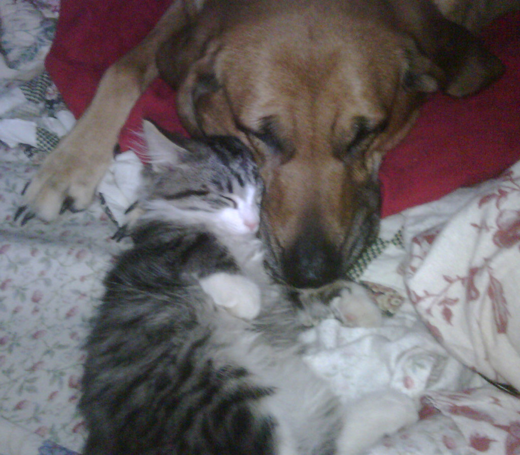 kitten dog snuggle, 1
