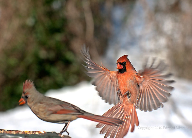 Northern Cardinal male and female 7901