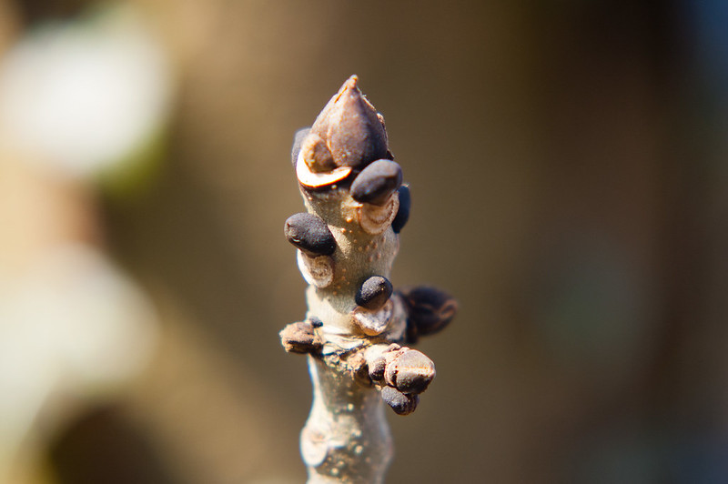 Ash buds