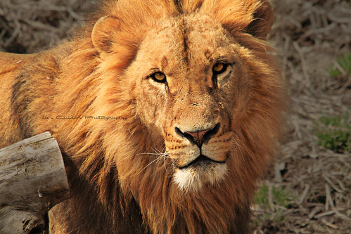 SIMBA by Ian Cuison Photography
