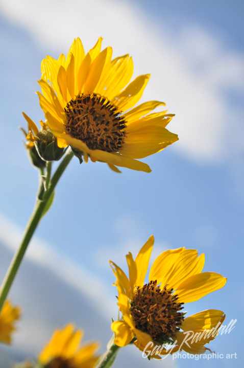 Oregon Sunflowers
