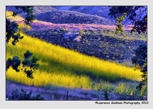 light yellow landscape meadow southerncalifornia agourahills 100comments nikond90 nikonflickraward nikonflickrawardgold santamonicamountainsnra nikonflickrawardplatinum lawrencegoldman lhg11