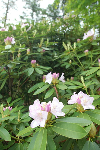 Arnold Arboretum, 18 May 2010: Rhododendron blooms by Chris Devers, The Arboretum has an <a href="http://www.arboretum.harvard.edu/visitors/map.html" rel="nofollow">int