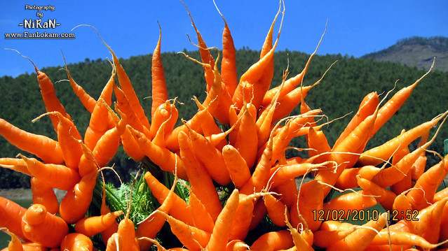 Beautiful Carrots in Nice background