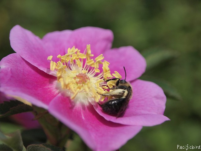 sideways bee