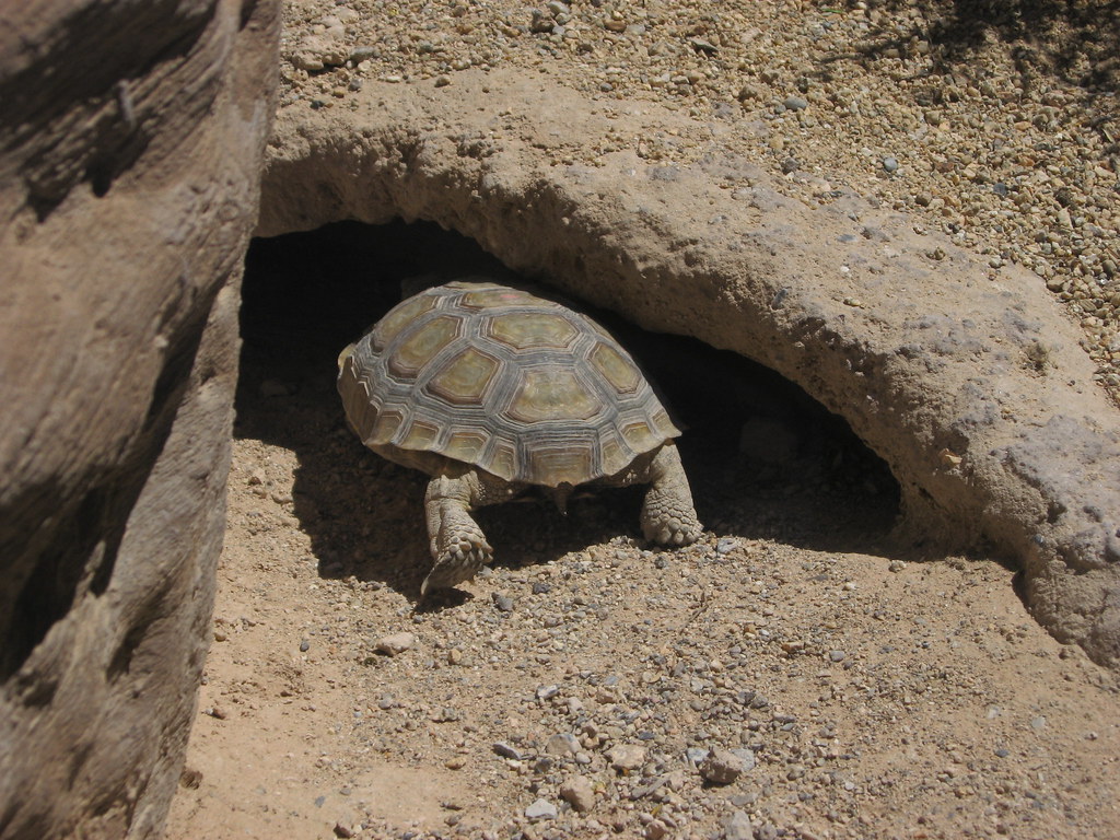 Springs Preserve, Las Vegas, Nevada (3) Las Vegas Springs … Flickr