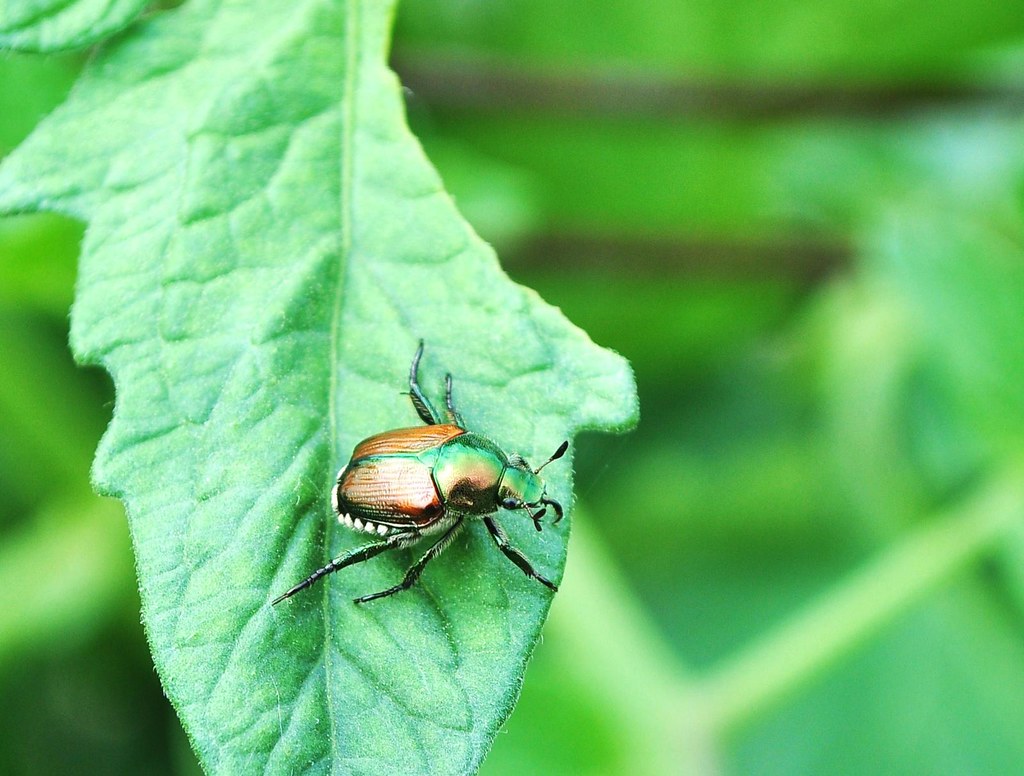 Ack! Japanese beetle | jeffreyw | Flickr