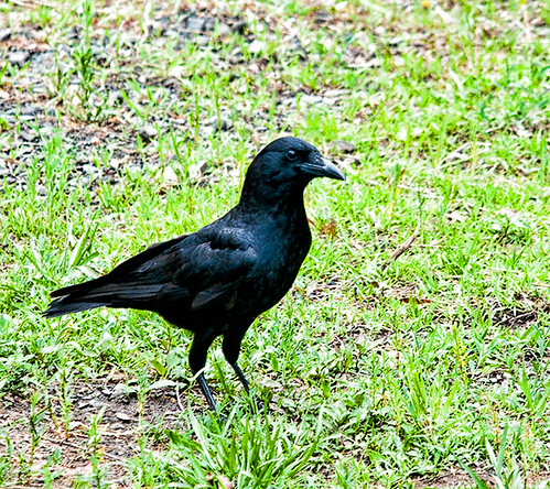 American Crow - are you lookin' at me? | by Gnaturalist