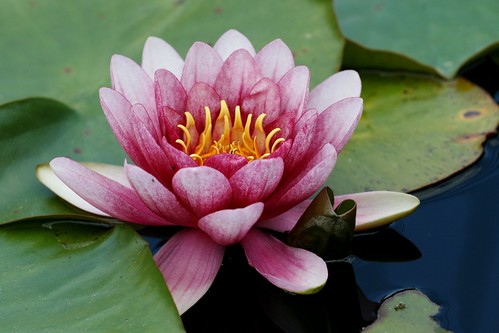 Water Lilies