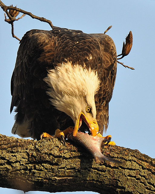Eagle With Fish For Lunch