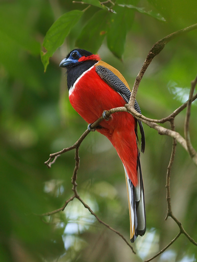 Red-Naped Trogon