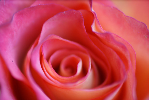 Rose | by Vicky Webb